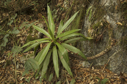 Agave gomezpompae